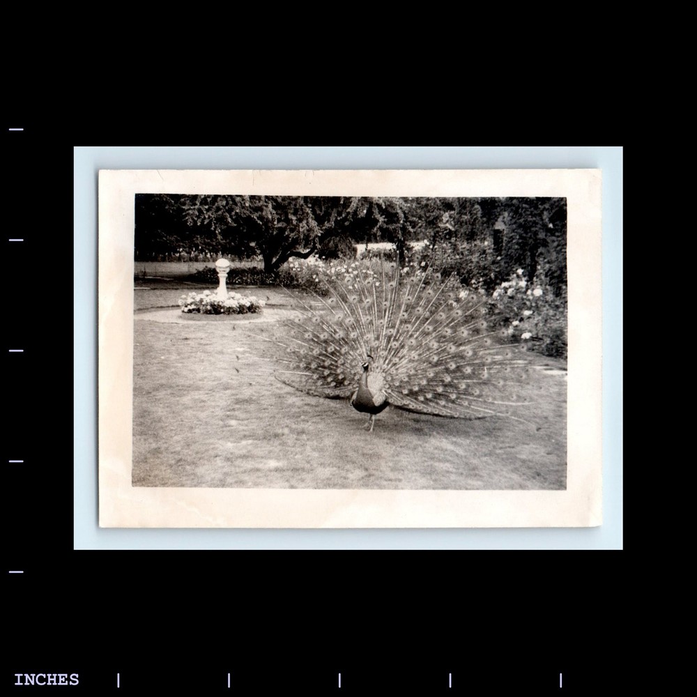 Old Vintage Photo CLOSE-UP OF PEACOCK ZOO EXHIBIT