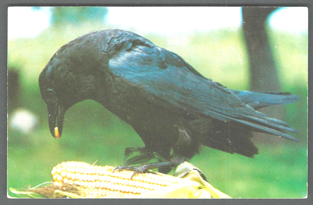“CORKY” THE CROW Postcard by Dexter Press, West Nyack, N.Y.