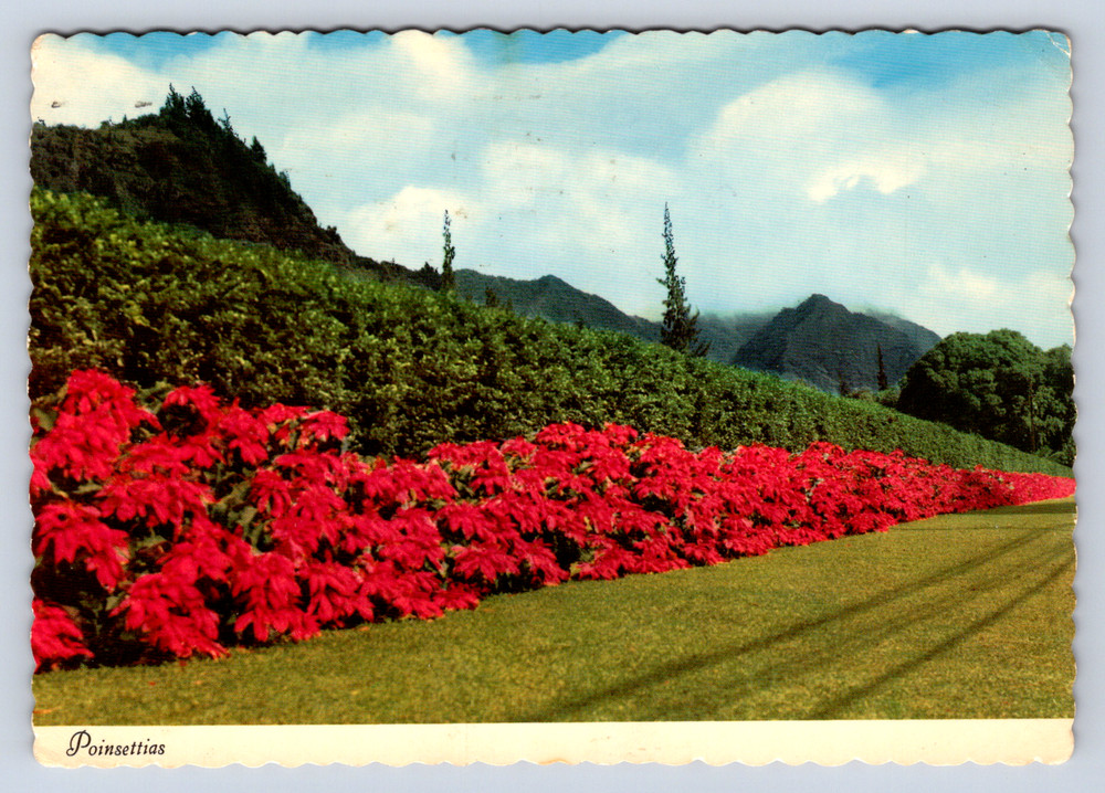 Vintage Postcard Poinsettias Pali Road Hawaii Honolulu