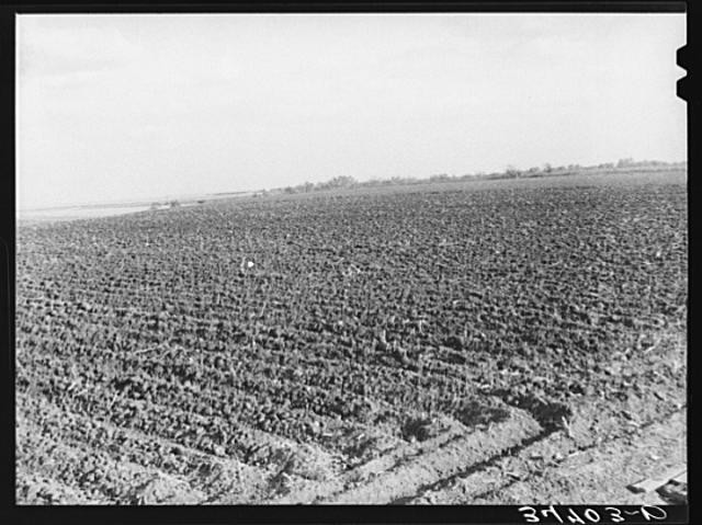 Farmland,McLennan County,Texas,TX,Farm Security Administration,1939,FSA,2