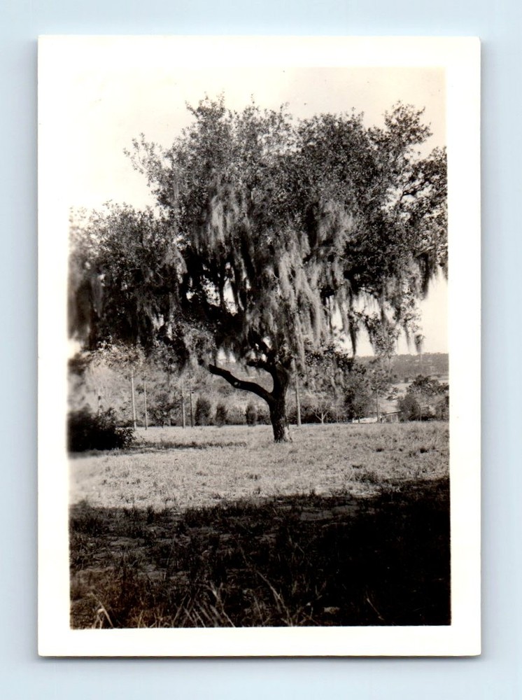 Old Vintage Photo TREE IN YARD ORIGINAL SNAPSHOT PHOTOGRAPH PICTURE PIC