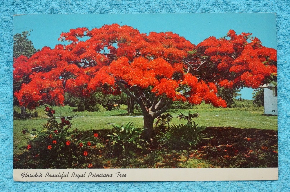 Florida's Beautiful Royal Poinciana Tree  - Postcard