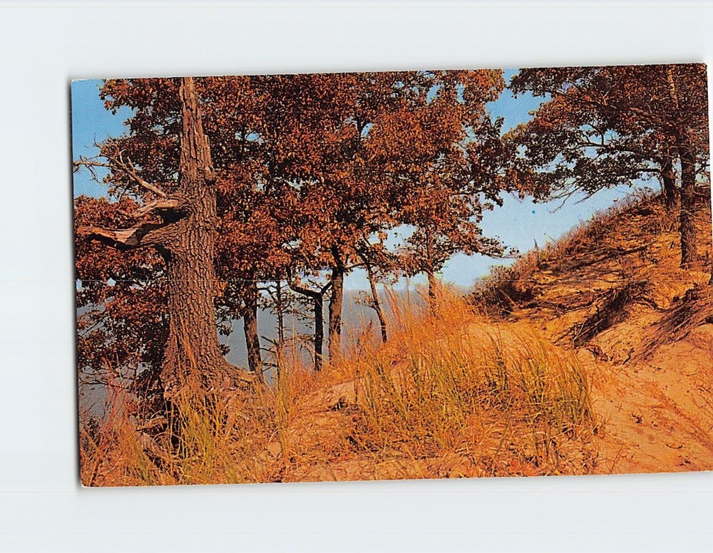 Postcard Indiana Dunes of Lake Michigan Greetings from Michigan City Indiana USA