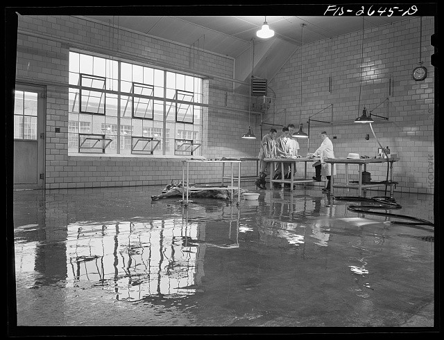 Photo:Ames Iowa 1942 Veterinary School Postmortem Room Iowa State College