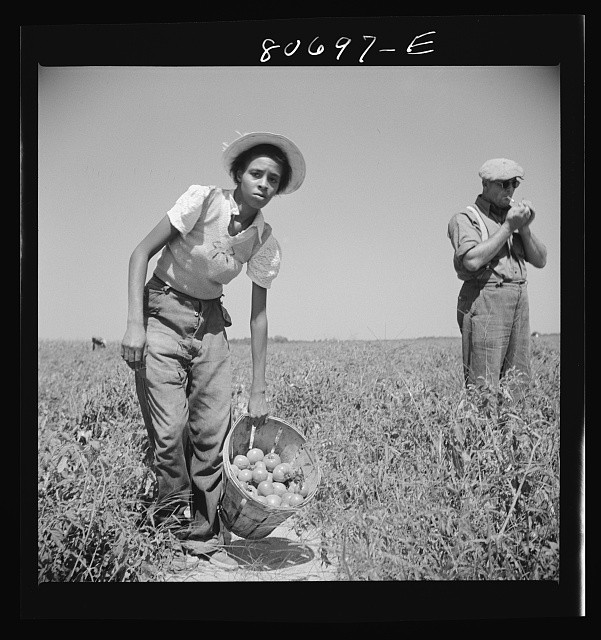 Photo:Farm Workers Harvesting Tomatoes 1930s