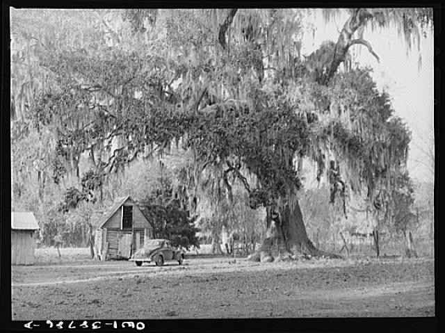 Photo:1930s Rural Cabin with Vintage Car Large Oak Tree Georgia