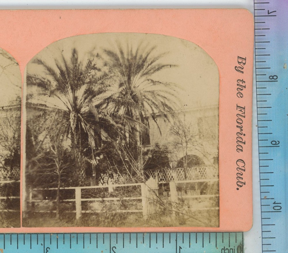 Date Tree St Augustine FL Florida Stereoview