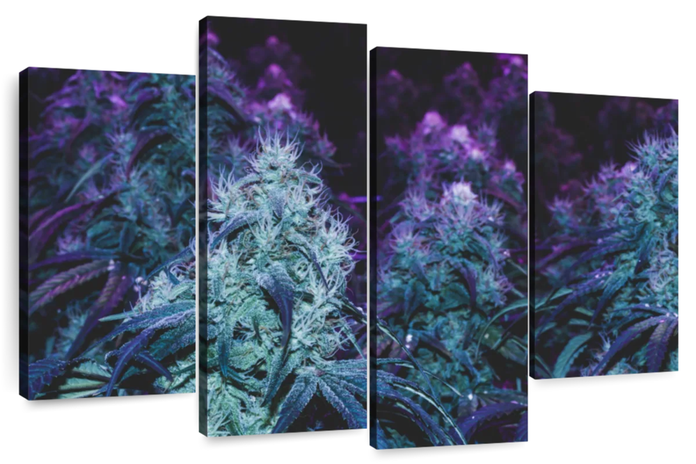 Flowering Purple Cannabis Wall Art