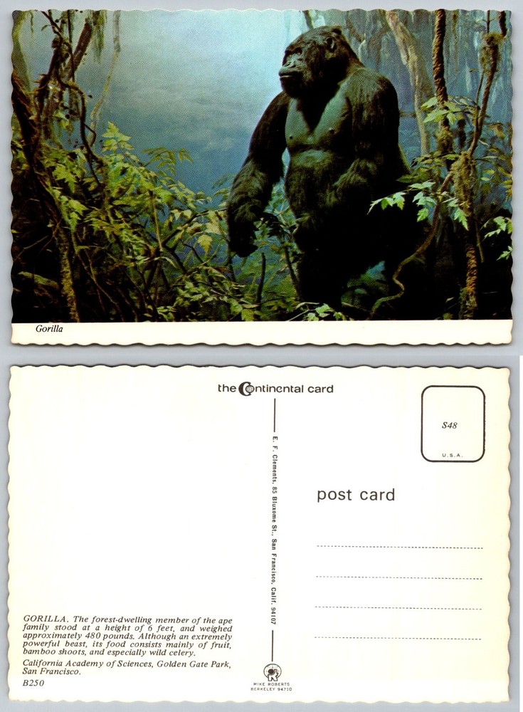 Vintage Gorilla Diorama Postcard California Academy Sciences SF Zoo B250
