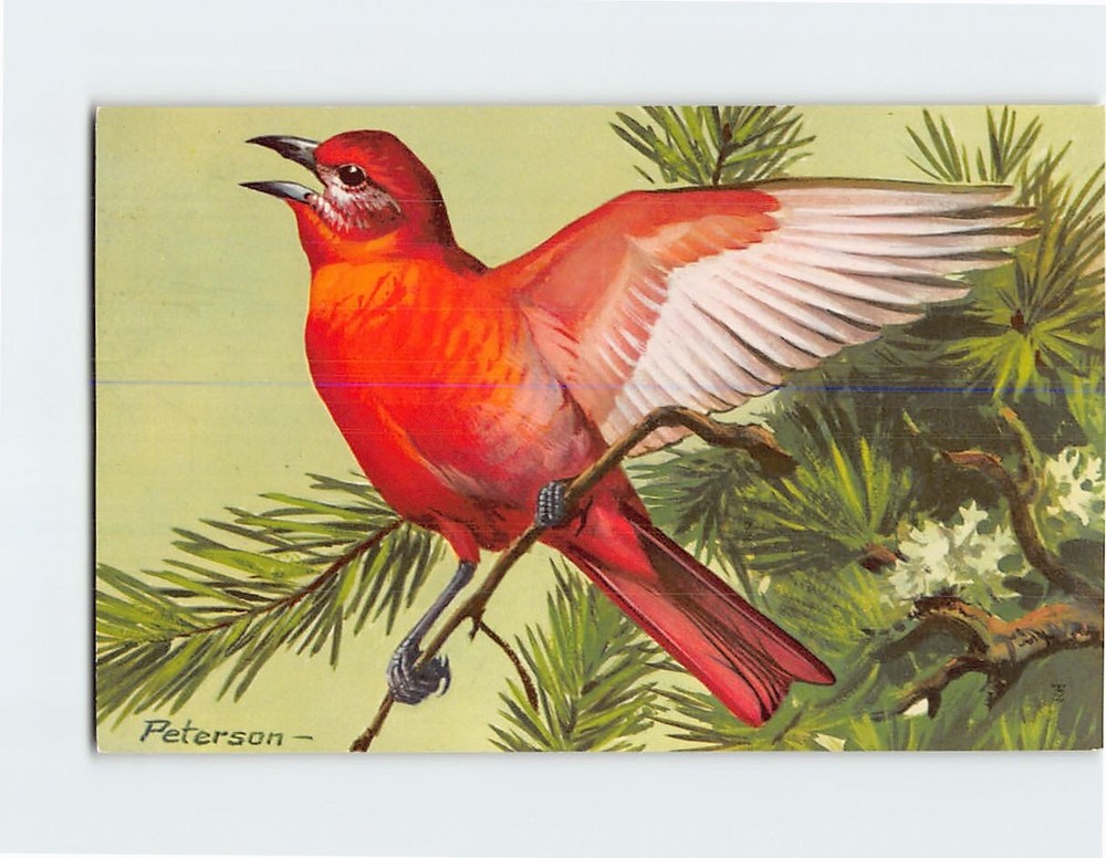 Postcard Hepatic Tanager Bird by Peterson