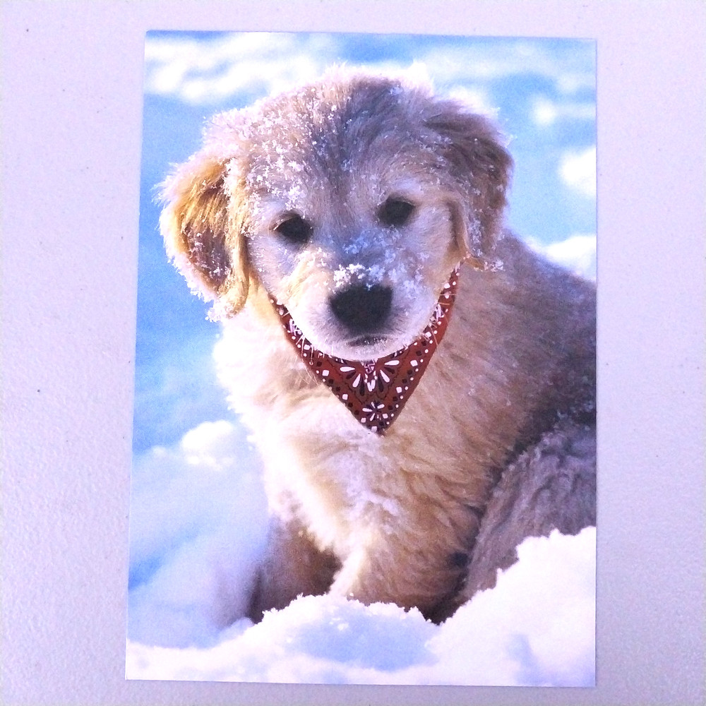 National Geographic Christmas Card Sample Advertisement - Fun in the Snow C380