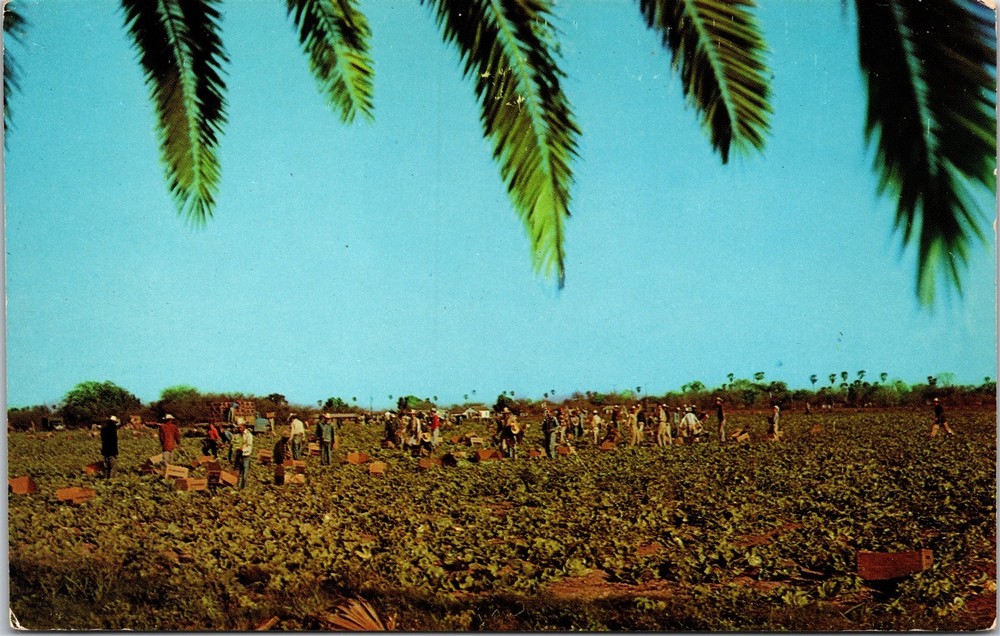 Lettuce Harvest South Texas TX Unposted Postcard