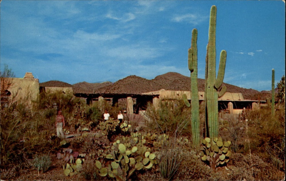 Sonora Desert Museum cactus vegetation Arizona ~ 1950-60s vintage postcard