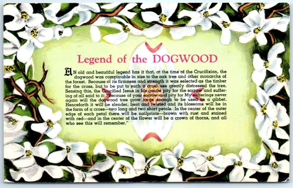 Postcard - Legend of the Dogwood
