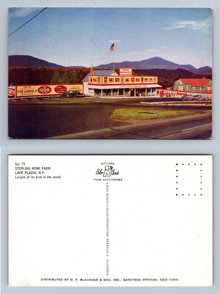 Lake Placid, NY-New York, Sterling Mink Farm Adirondack Mtns. Vintage Postcard