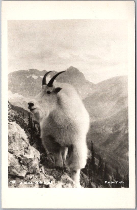 c1940s GLACIER NATIONAL PARK Montana Real Photo RPPC Postcard / Mountain Goat