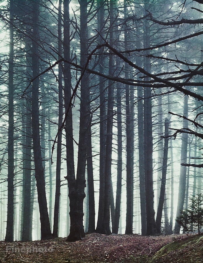 1960s Vintage ELIOT PORTER Pine Forest Bare Tree Abstract KROMEKOTE Photo Art-image