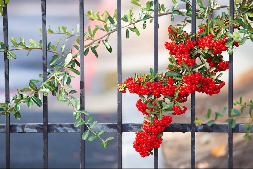 Pyracantha Berries, Firethorn - 50 Seeds 2024 - USA