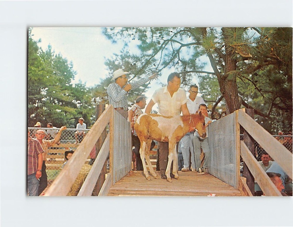 Postcard Auction Chincoteague Pony Penning Chincoteague Virginia USA