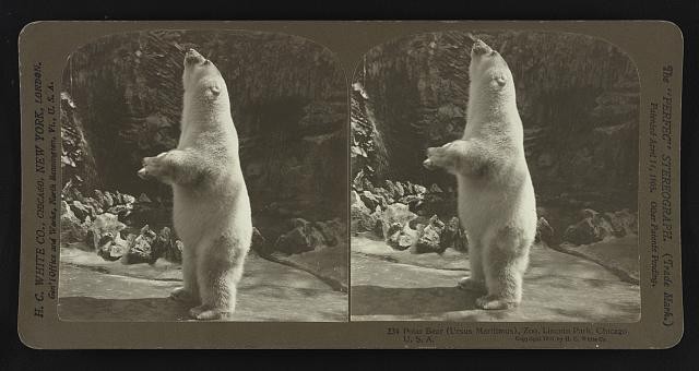 Photo:Polar bear (Ursus Maritimus), zoo, Lincoln Park, Chicago, U.S.A.