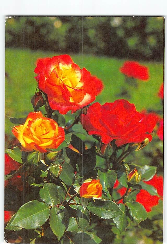 Postcard Red Roses Flower Art Print