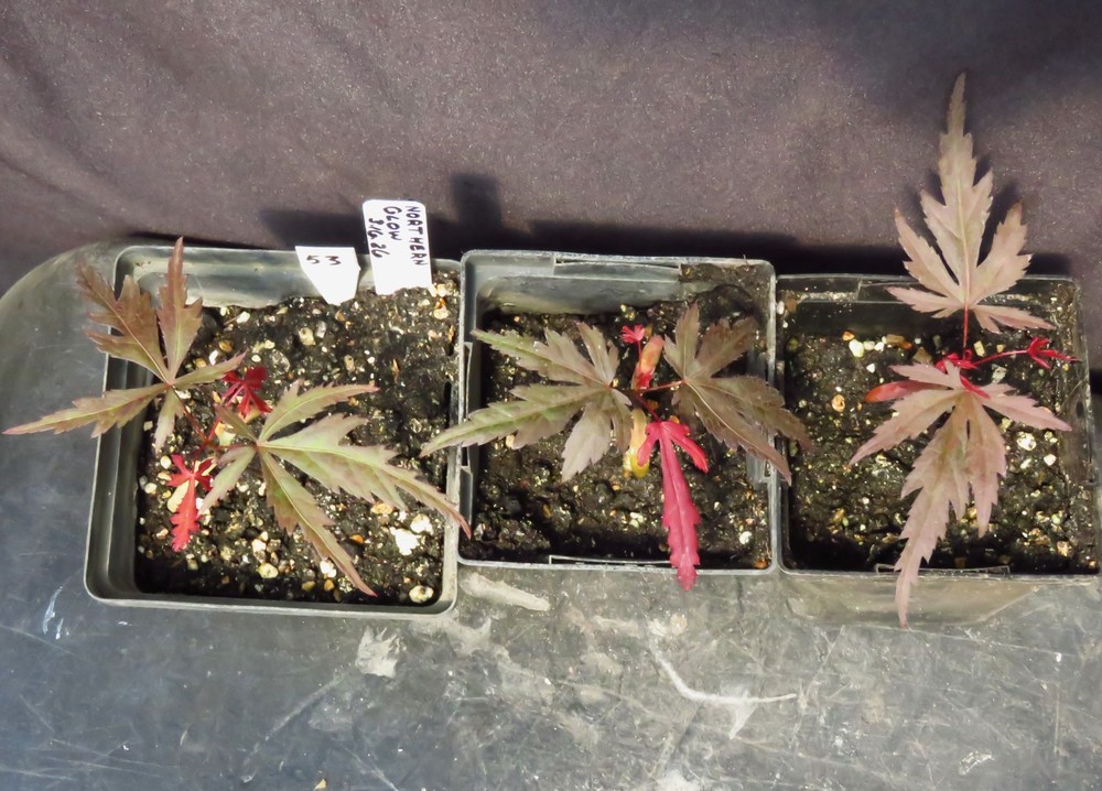 6 Acer Palmatum Japanese Maple X Korean Maple Northern Glow Seedling Trees-image