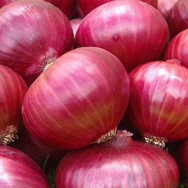 Red Grano Onion Seeds | Heirloom Onion Seeds | Non-GMO | Free Shipping | 1071