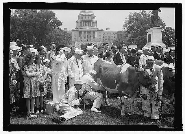 Photo:Washington DC Capitol Grounds Milking Cow 1900s Crowd on Lawn