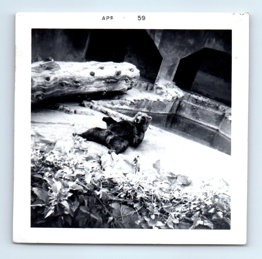 Old Vintage Square Photo FUNNY HUMOROUS BEAR AT ZOO RECLINING SNAPSHOT