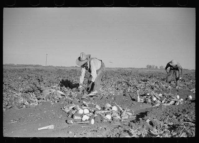 Topping sugar beets,Adams County,Colorado,CO,Arthur Rothstein,November 1939,1