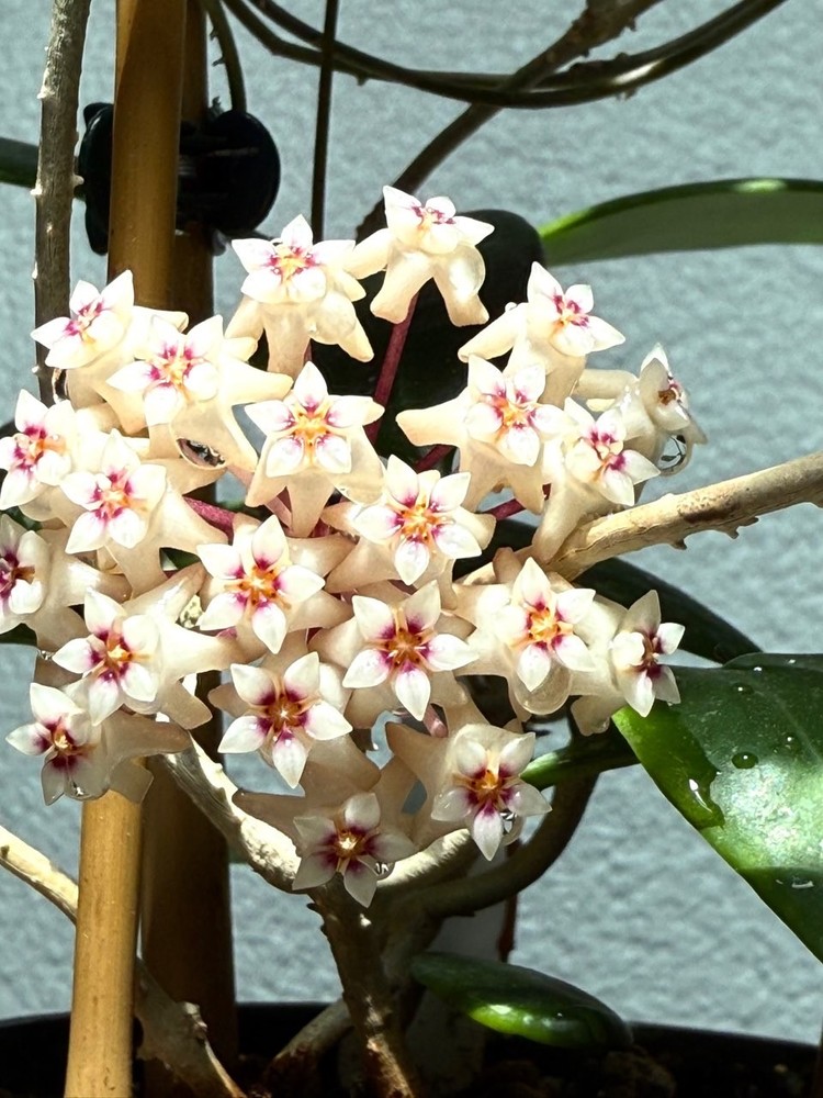 Hoya parasitica smallest leaves Well Rooted Established Young Plant