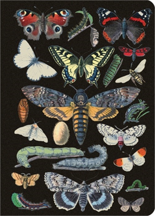 Vintage Butterflies Journal / Notebook / Diary - Lined Pages (Paperback or Softb