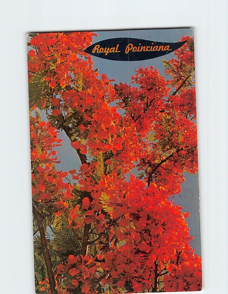 Postcard Royal Poinciana Tree