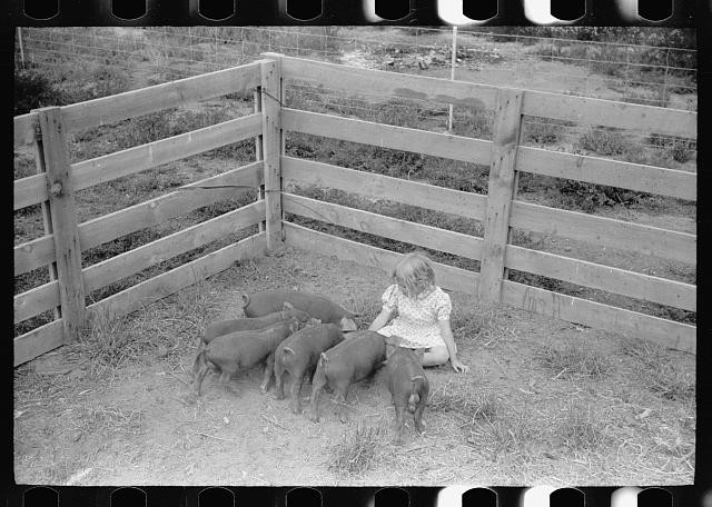 Alamosa Colorado 1939 Howard Crowder feeds pig litter homestead farm youngster