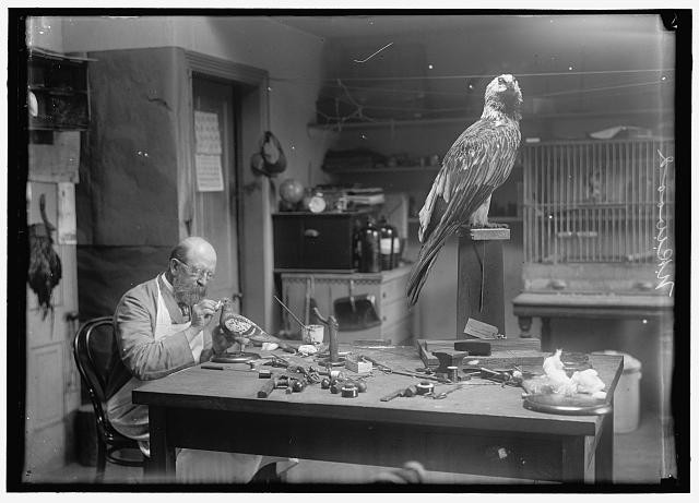 N R Wood Smithsonian Institution Mounting Birds 1916 Taxidermy Workshop