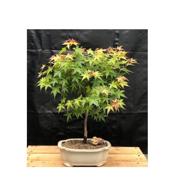 Acer Palmatum Dwarf Japanese Green Maple Bonsai Tree 18