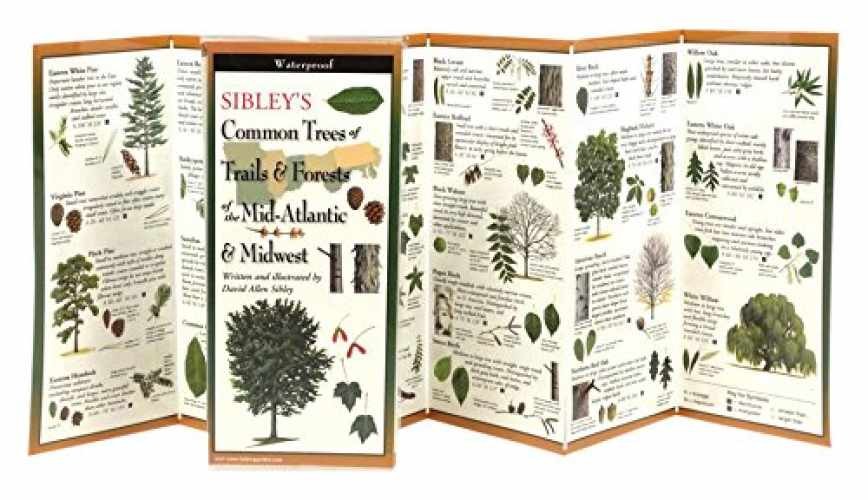 Sibley's Common Trees of Trails & - Paperback, by Sibley Mr David - Very Good