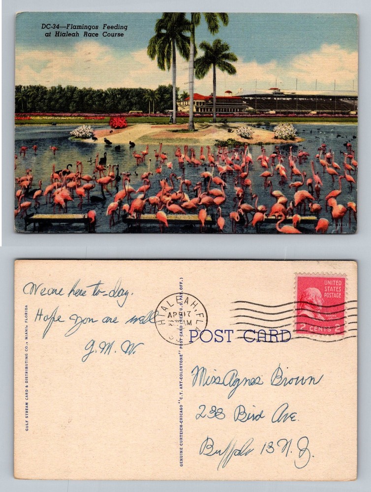 Hialeah, FL-Florida, Flamingos Feeding Hialeah Race Course Lake Vintage Postcard