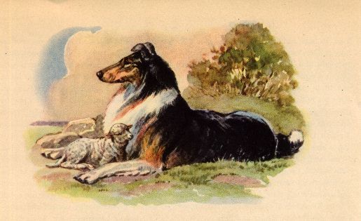 Collie and Lamb - CUSTOM MATTED - Dog Art Print - Megargee