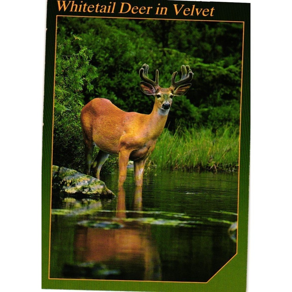 VTG Whitetail Deer in Velvet Wildlife Portraits Postcard Mark Picard W Germany