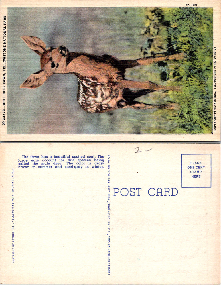 Vintage Postcard