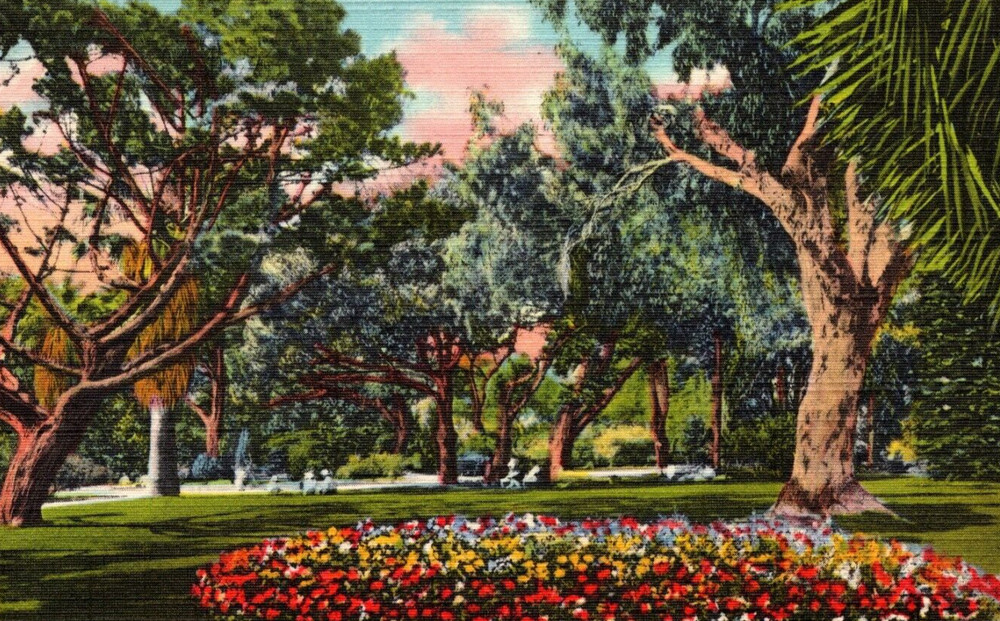 Bixby Park Long Beach CA Scenic VINTAGE Postcard