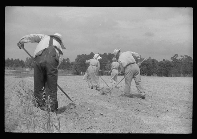 Photo:1930s Farm Workers Hoeing Field Agricultural Laborers