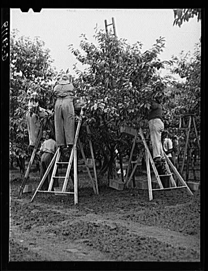 Berrien County,MI,Michigan,Farm Security Administration,Vachon,1940,FSA,21