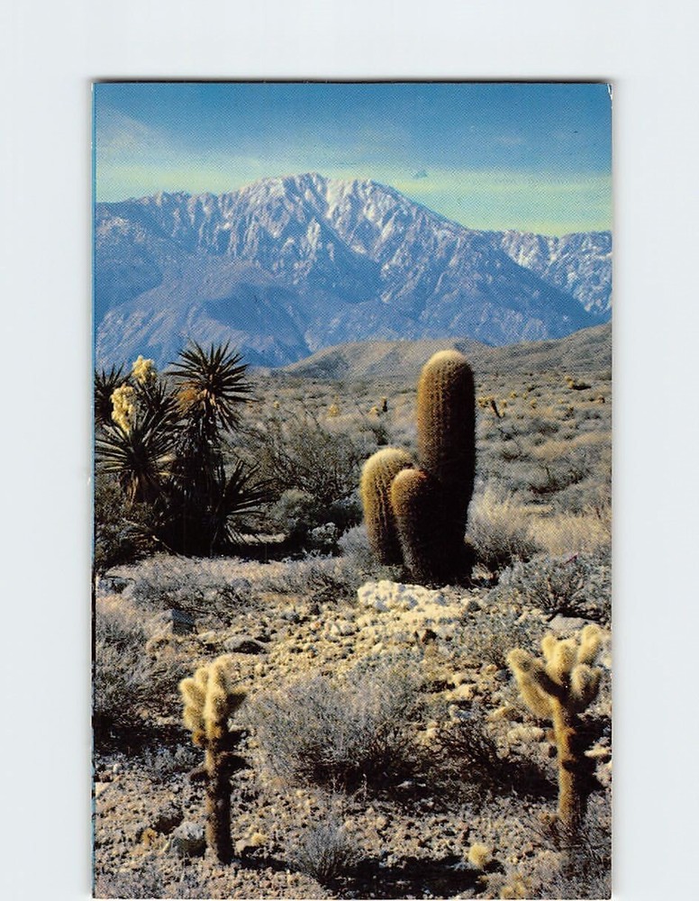 Postcard Desert Panorama Cholla & Barrel Cactus Mojave Yucca