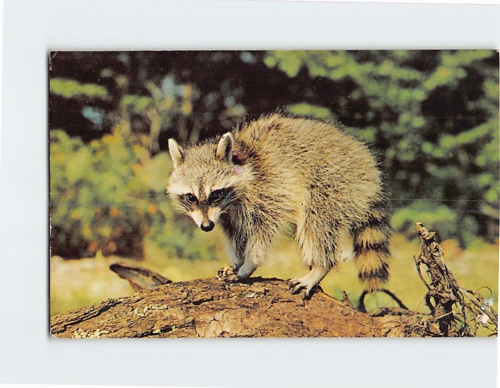 Postcard Mr. Racoon