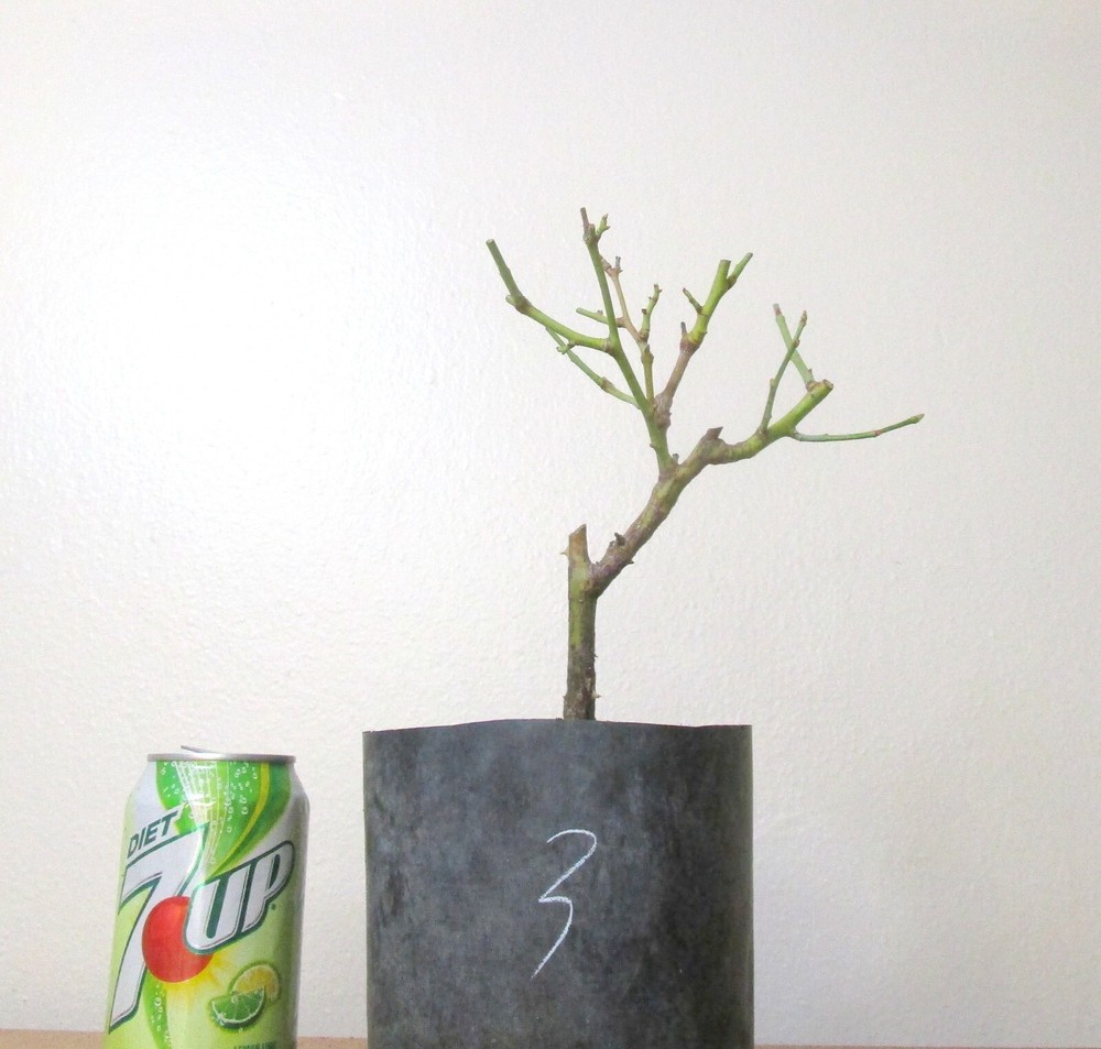 Miniature rose tree for unique flowering mame shohin bonsai  #3