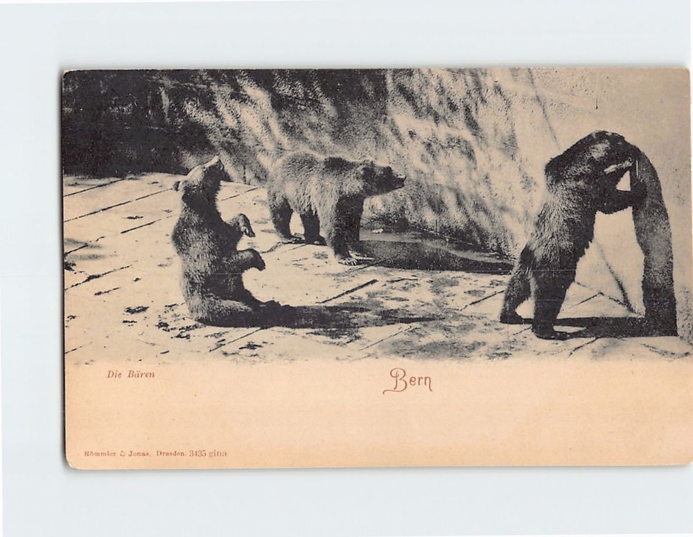 Postcard Bears Bärenzwinger Bern Switzerland