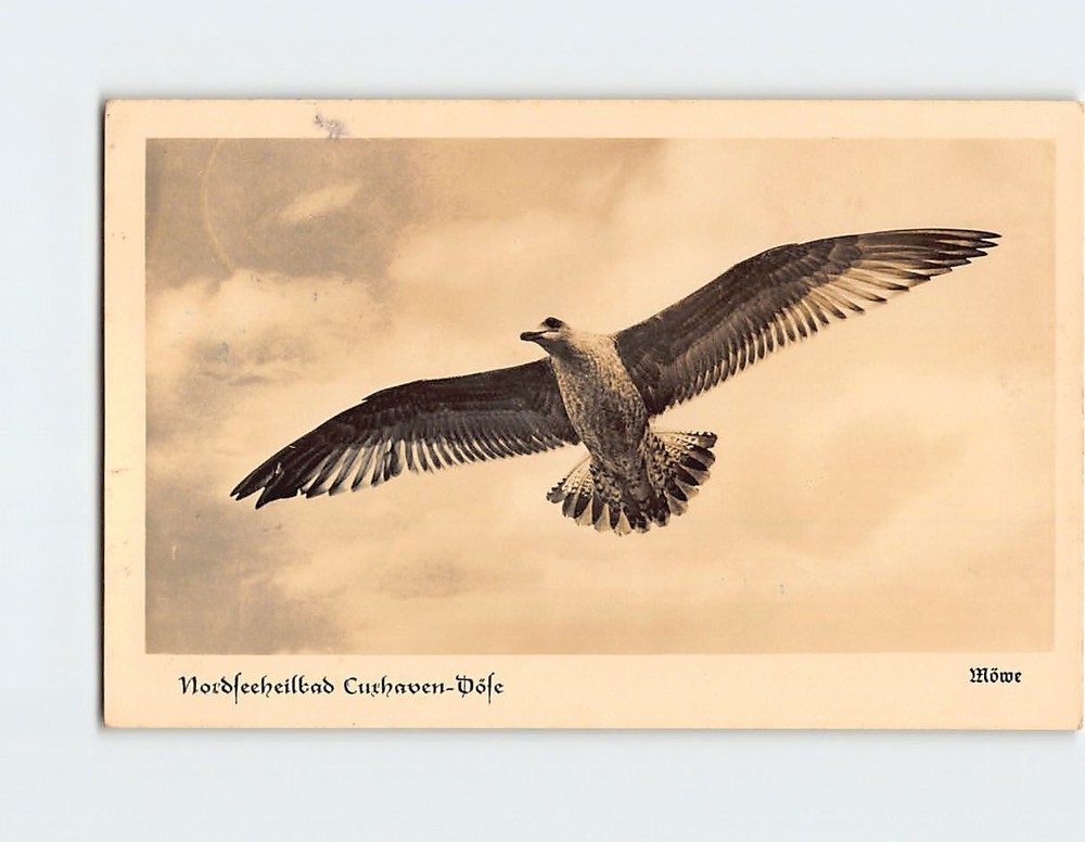 Postcard Bird Mid Flight Nordseeheilbad Cuxhaven