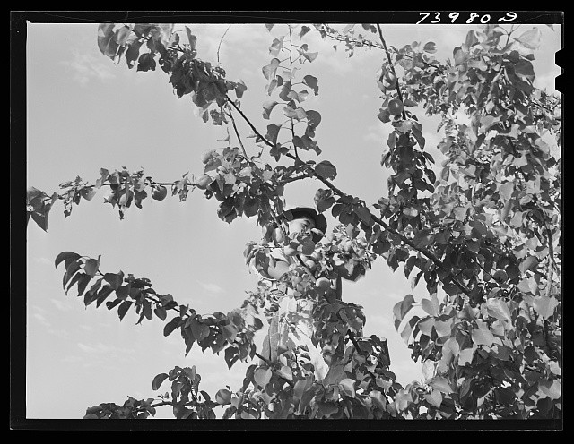 Twin Falls County Idaho 1942 Japanese-American Farm Worker Picking Apricots